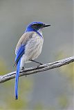 California Scrub-Jayborder=